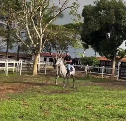 Égua Categoria Cruz Divina