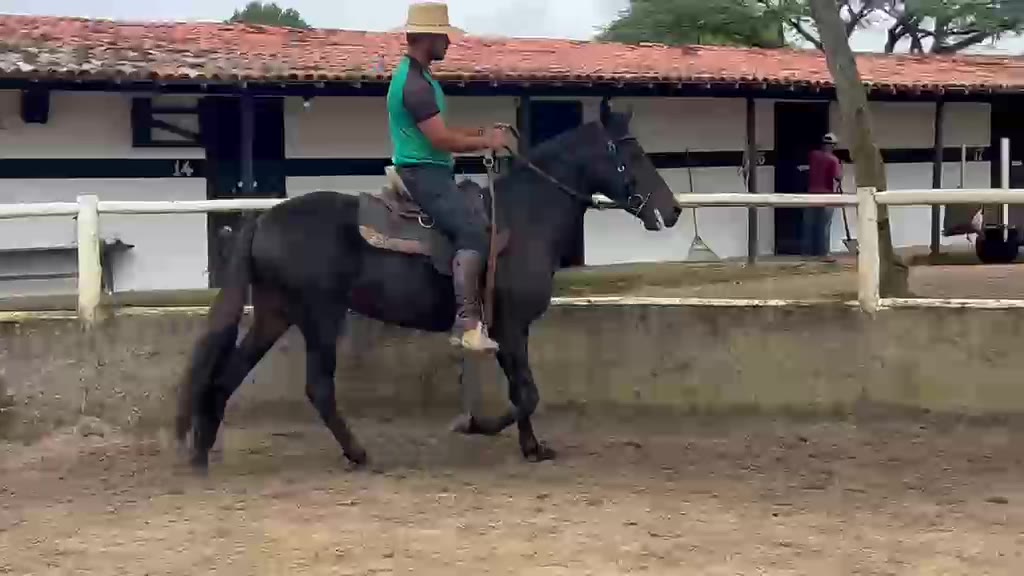 Shogun Cruz Divina