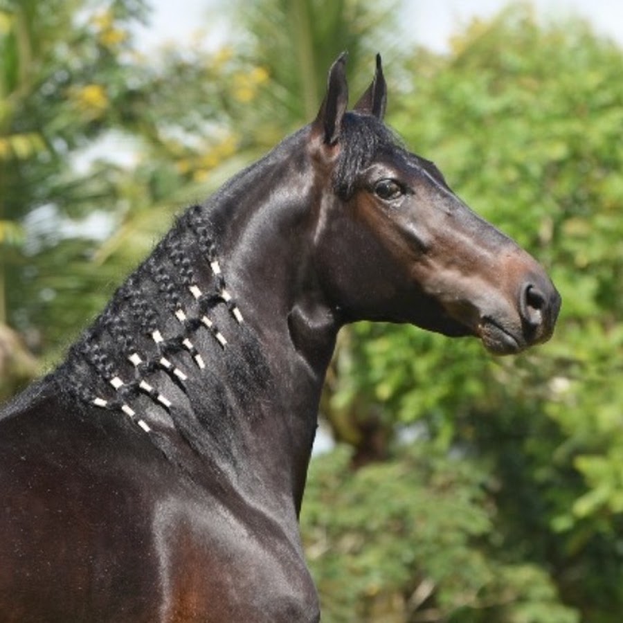 Haras Cruz Divina